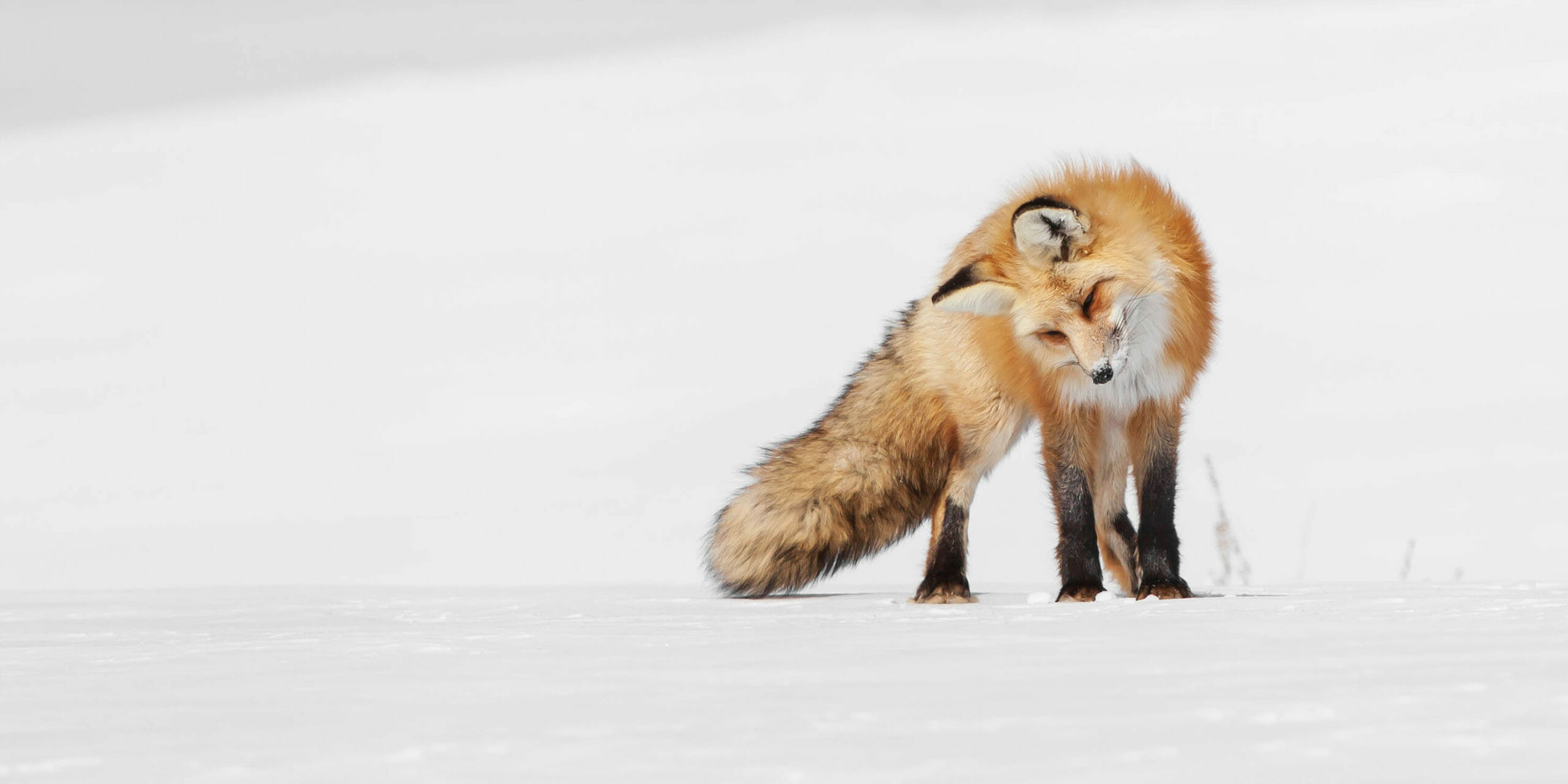 A Red Fox Listens For Rodents Moving Under The Snow As It Hunts In A Snowfield In The Greater Yellowstone Ecosystem