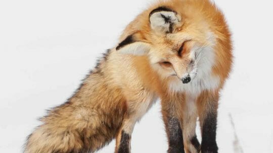 A Red Fox Listens For Rodents Moving Under The Snow In The Greater Yellowstone Ecosystem