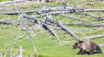 grizzly bear in yellowstone