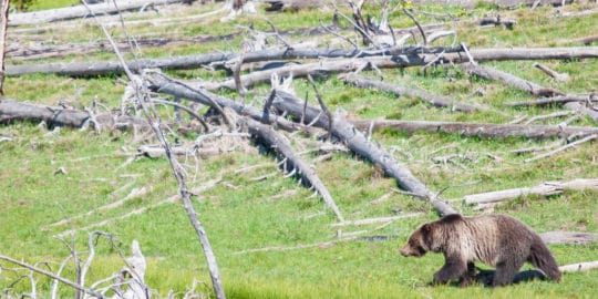 grizzly bear in yellowstone