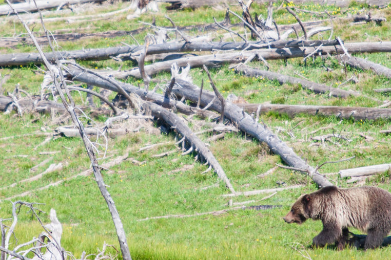 grizzly bear in yellowstone