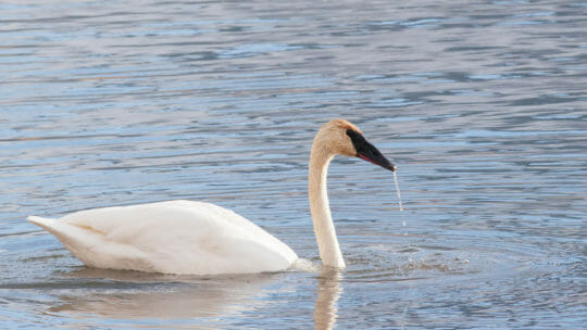 A Trumpeter Swan Glides Over the Water in Yellowstone National Park