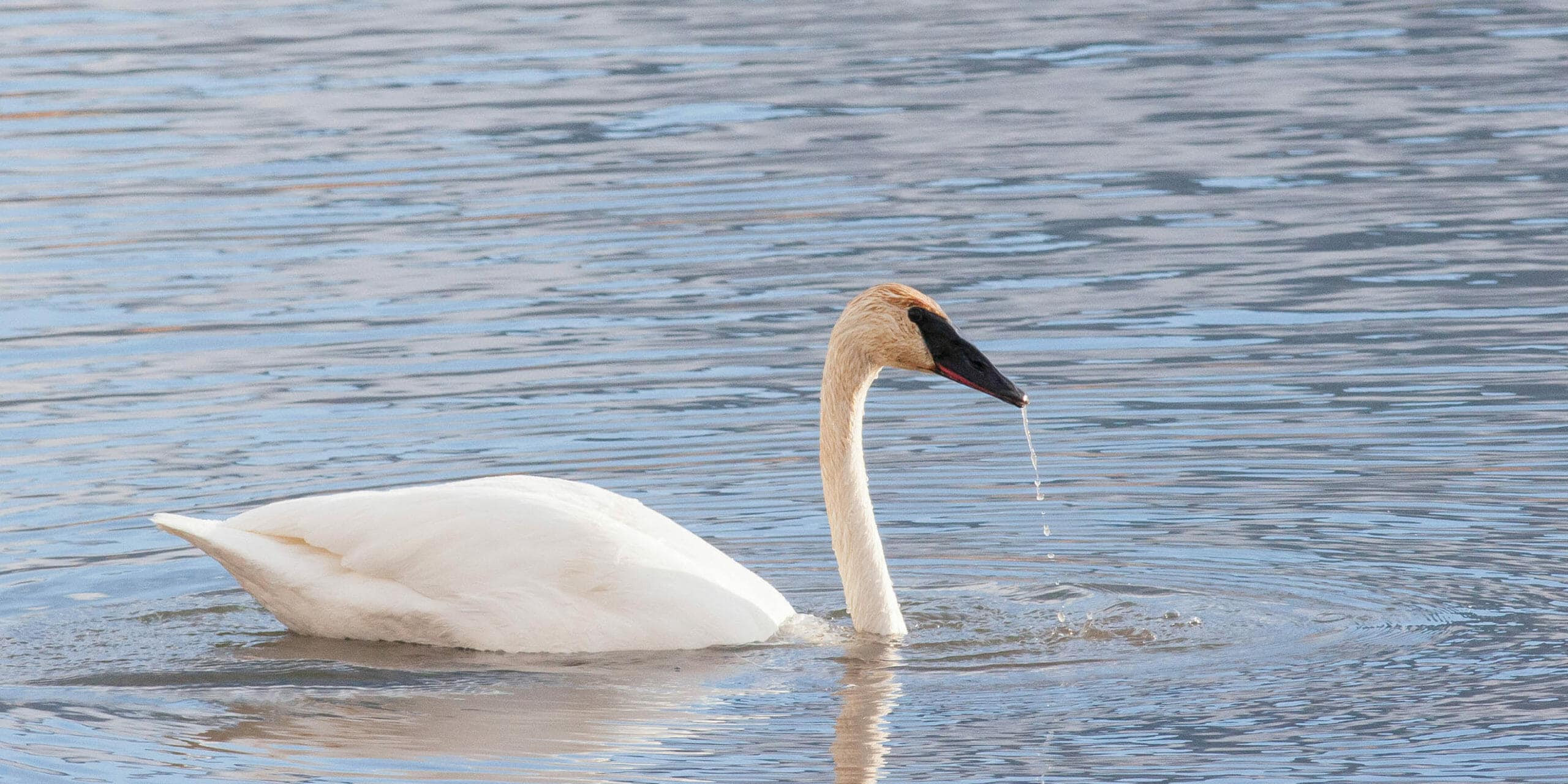 A Trumpeter Swan Glides Over the Water in Yellowstone National Park