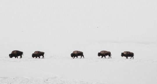 A Herd Of American Bison Traverse A Snowy Landscape In Yellowstone National Park In The Winter