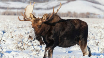 A Bull Moose Makes Its Way Through The Snow Covered Sagebrush Flats Of The Greater Yellowstone Ecosystem