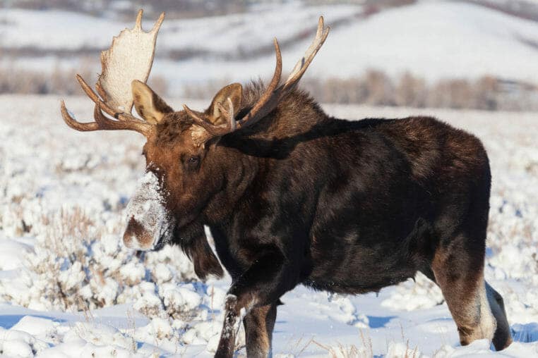 A Bull Moose Makes Its Way Through The Snow Covered Sagebrush Flats Of The Greater Yellowstone Ecosystem