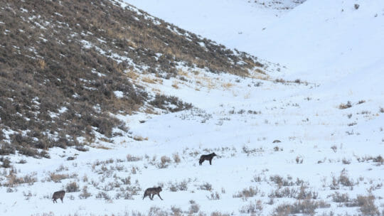 Wolves Hunt For Prey On A Snowy Landscape In The Lamar Valley In Yellowstone National Park