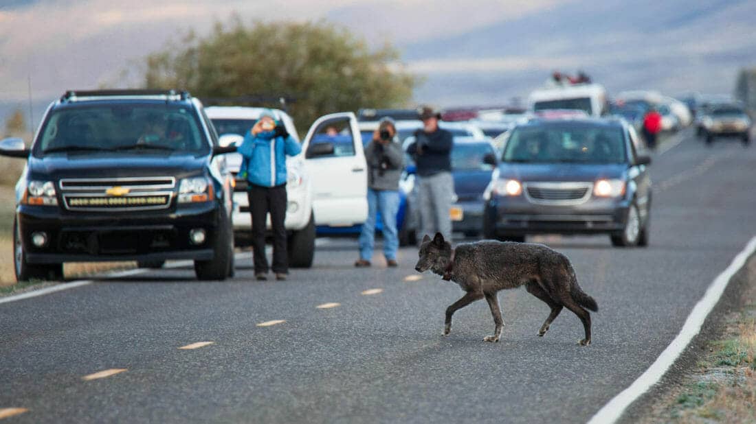 A Grey Wolf Crosses The Road In Yellowstone National Park While Tourists Watch From Their Vehicles