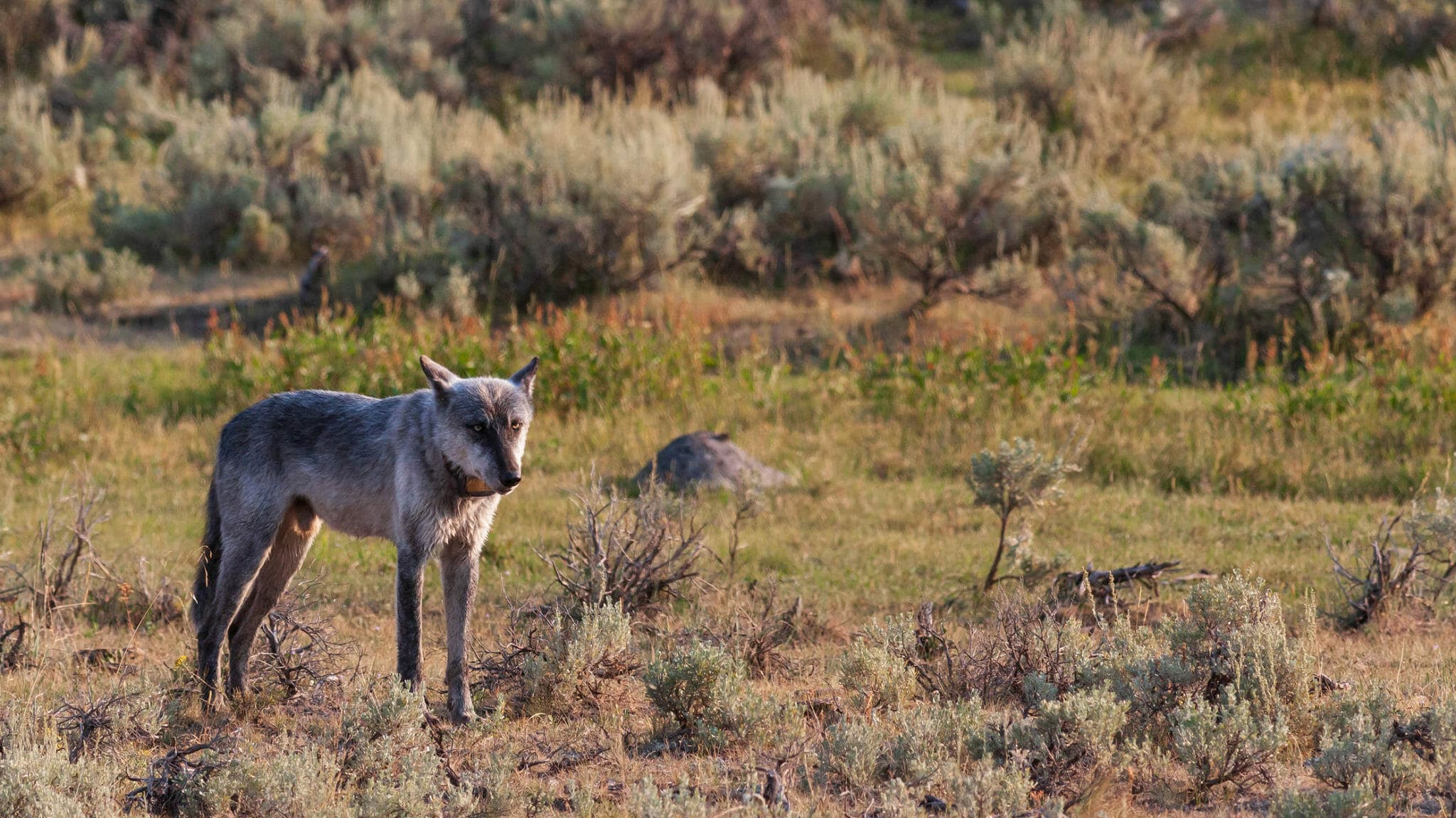 How Yellowstone Helped Restore Wolves | Yellowstone Wildlife