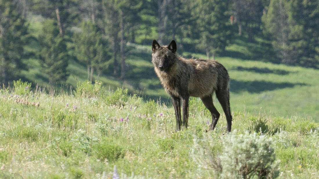 A Grey Wolf Stares Down The Photographer In Yellowstone National Park