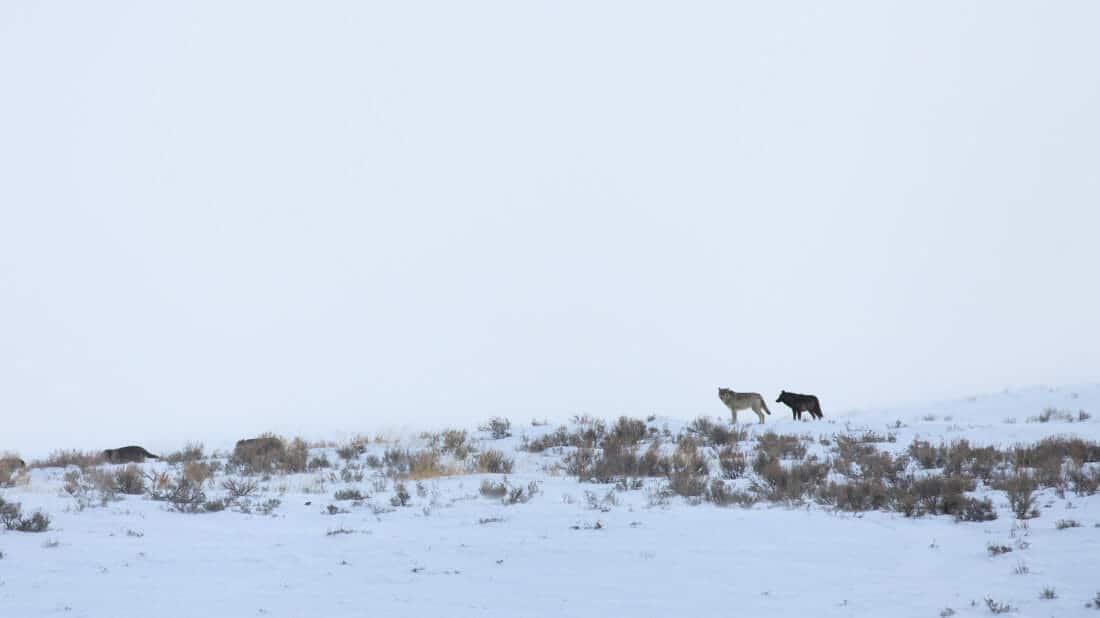 Yellowstone Rare Wolf Sighting