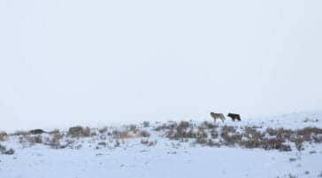 Yellowstone Rare Wolf Sighting