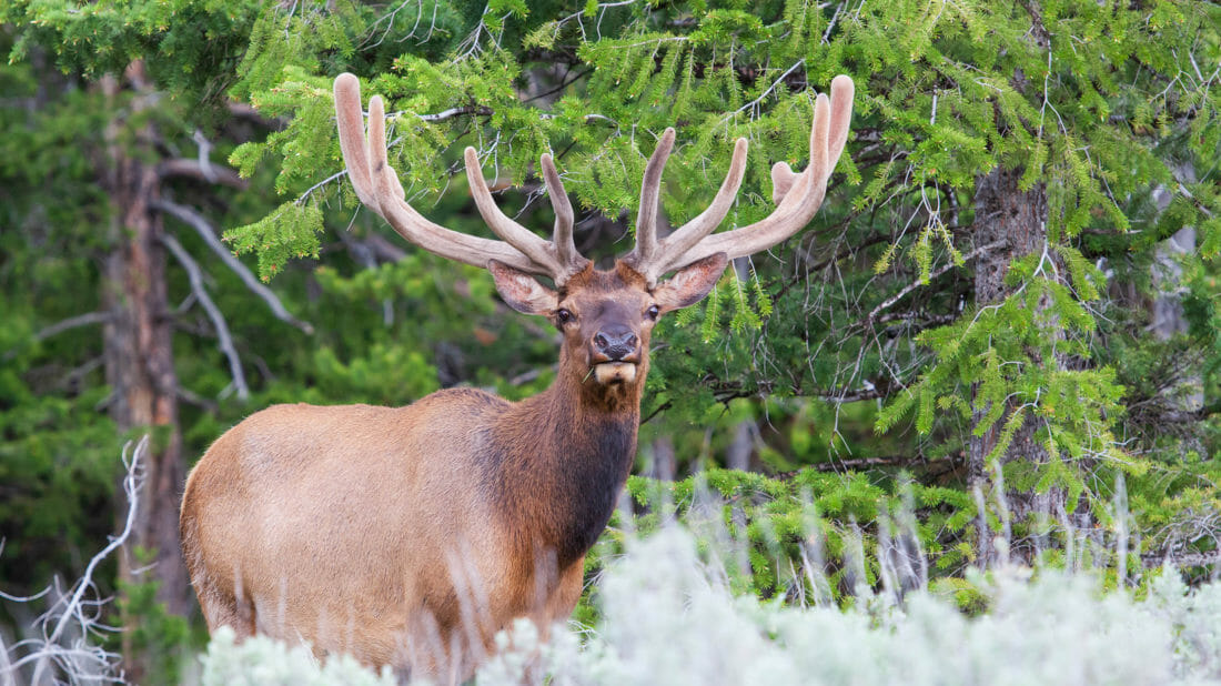 best time to visit yellowstone park