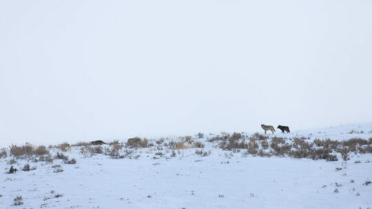 Two Members Of A Wolf Pack Are Seen On The Horizon In The Lamar Valley During Winter In Yellowstone National Park