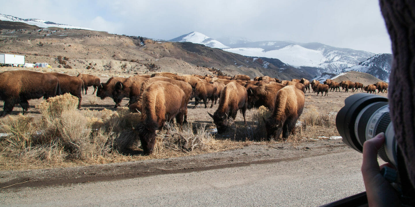 A Photographer On A Yellowstone Tour Takes Photos Of A Herd of Bison Grazing Next To The Road In Yellowstone National Park