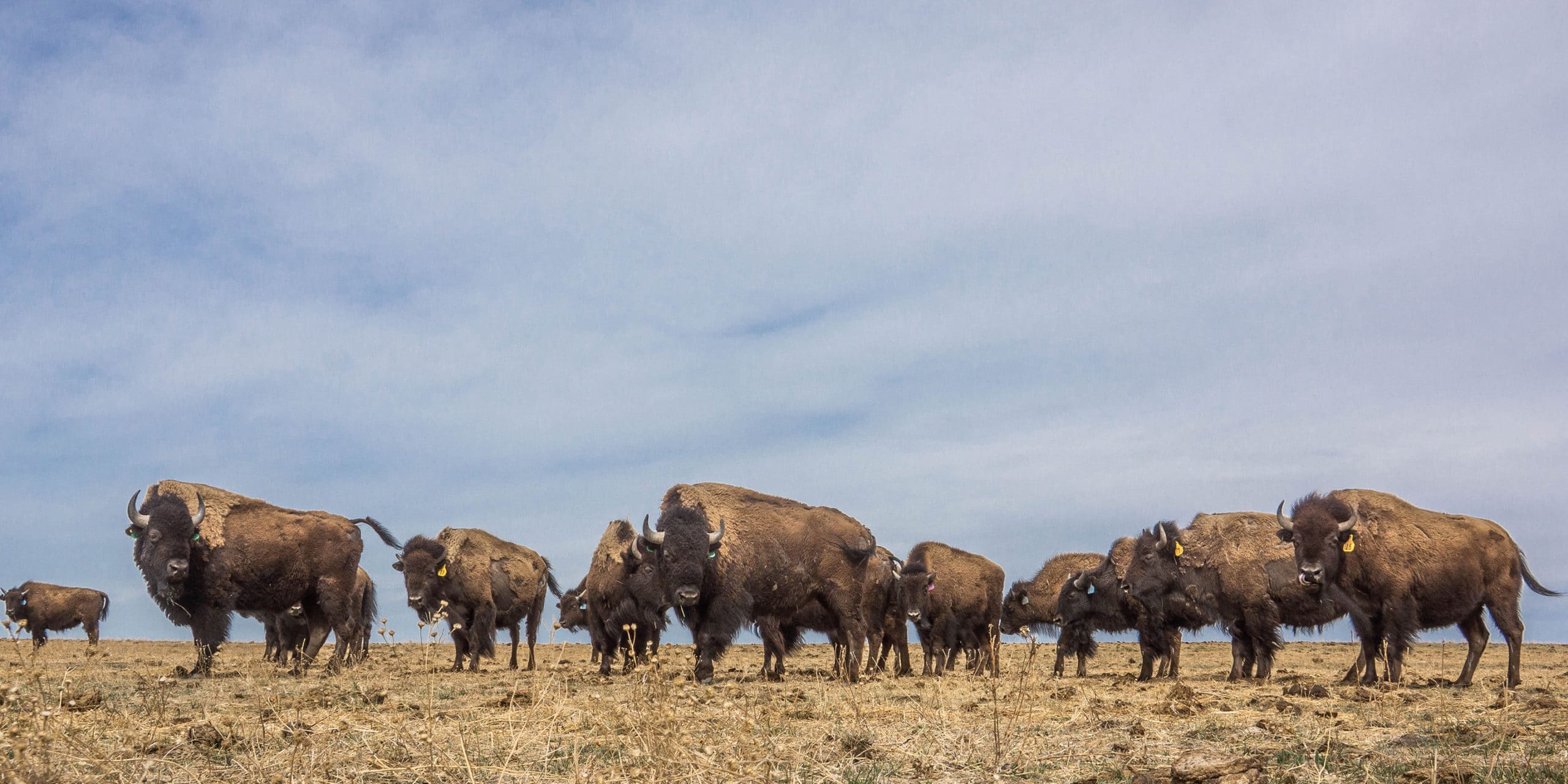 Restoring the Buffalo Herds to the Land of