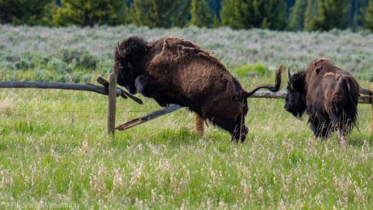 A Bison Jumps An Old Homesteader Fence In Grand Teton National Park