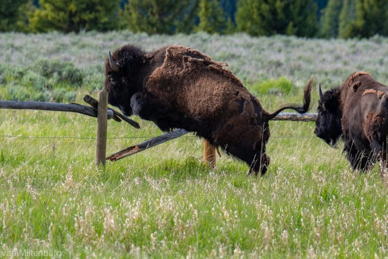A Bison Jumps An Old Homesteader Fence In Grand Teton National Park