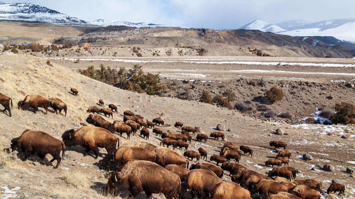 A Bison Herd Grazes In Yellowstone's Northern Range Near The North Gate To Yellowstone National Park