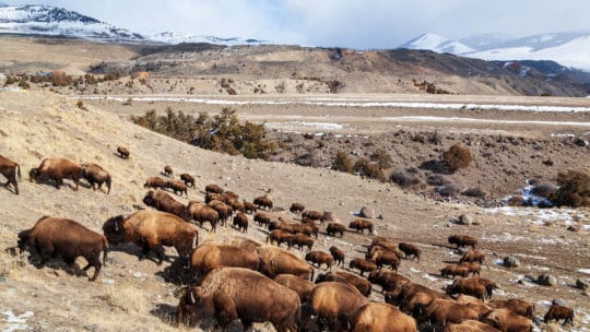 A Bison Herd Grazes In Yellowstone's Northern Range Near The North Gate To Yellowstone National Park
