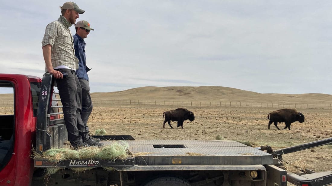 Grant Johnson and Will Sherman, Guides For Yellowstone Wildlife Safari Company Watch Several Buffalo Heading To Hay In Their Quarantine Enclosure On The Fort Peck Buffalo Ranch