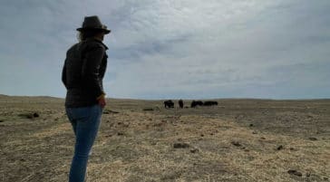 Ash Tallmadge, A Professional Wildlife Guide Looks On As A Herd Of Wild Buffalo Graze On Tribal Lands At Fort Peck