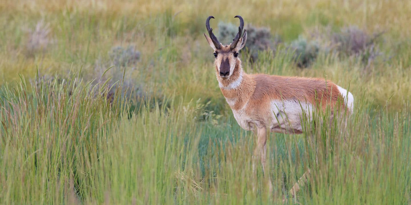 A Pronghorn Buck Stands In A Green Meadow In The Greater Yellowstone Ecosystem