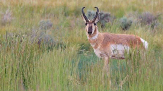 A Pronghorn Buck Stands In A Green Meadow In The Greater Yellowstone Ecosystem