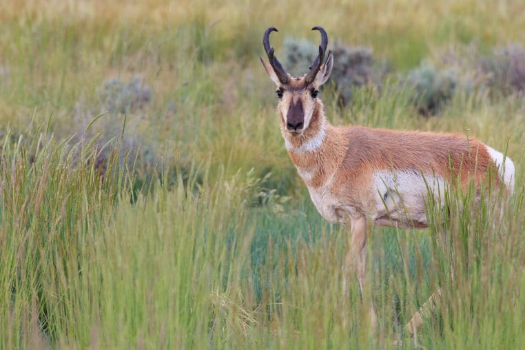 A Pronghorn Buck Stands In A Green Meadow In The Greater Yellowstone Ecosystem