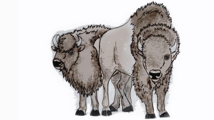 An Illustration Shows A Male And A Female Bison In A Rough Size Comparison