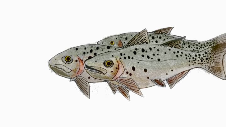 An Illustration Shows The Characteristic Spots Of The Cutthroat Trout, Native To The Greater Yellowstone Ecosystem