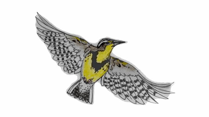 An Illustration Of A Western Meadowlark Showing The Yellow Underbelly And The Banded Patterns Under The Wings