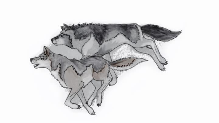 An Illustration Of Two Grey Wolves Hunting In A Pack In Yellowstone National Park