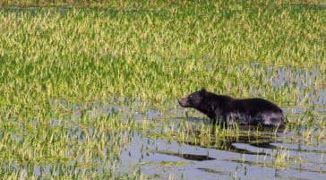 A Grizzly Bear Wades Into The Wetlands Along The Yellowstone River In Yellowstone National Park