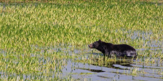 A Grizzly Bear Wades Into The Wetlands Along The Yellowstone River In Yellowstone National Park