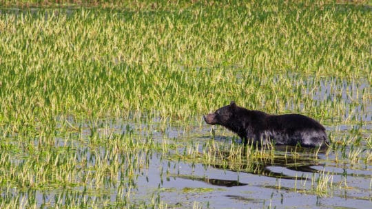 A Grizzly Bear Wades Into The Wetlands Along The Yellowstone River In Yellowstone National Park