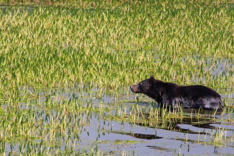 A Grizzly Bear Wades Into The Wetlands Along The Yellowstone River In Yellowstone National Park