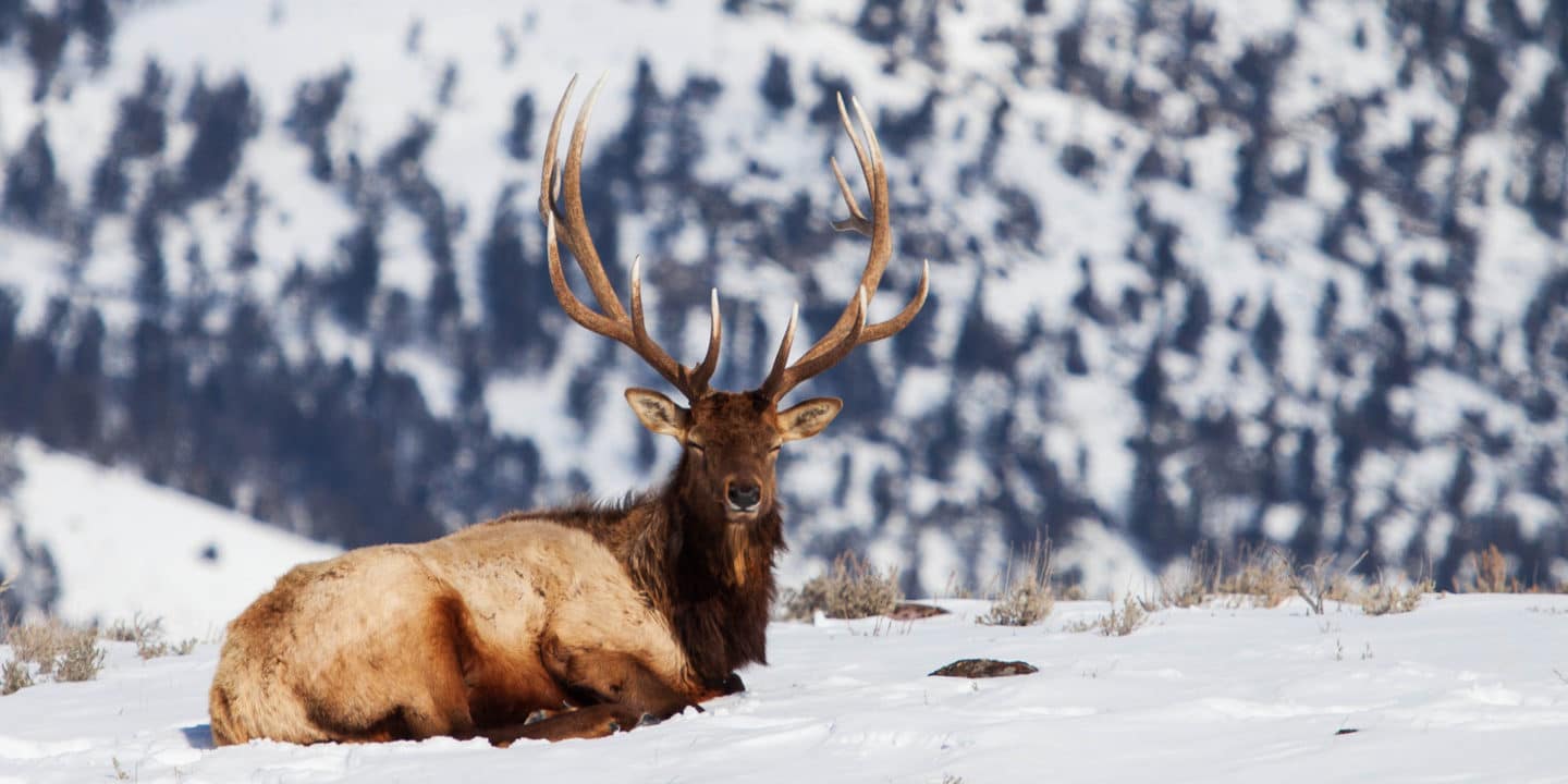 Elk in the Winter