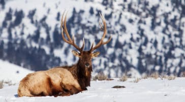 Elk in the Winter