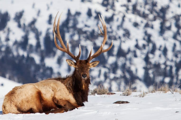 Elk in the Winter
