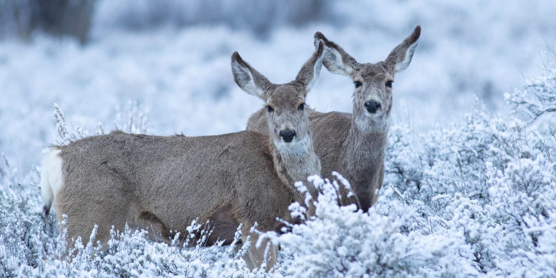 Mule Deer Browse For Food In The Snow Covered Sage Flats In Yellowstone National Park
