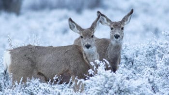 Mule Deer Browse For Food In The Snow Covered Sage Flats In Yellowstone National Park