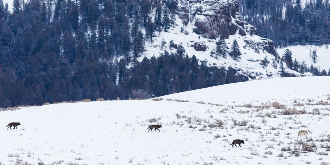A Wolf Pack Travels Across The Snow In The Lamar Valley In Yellowstone National Park