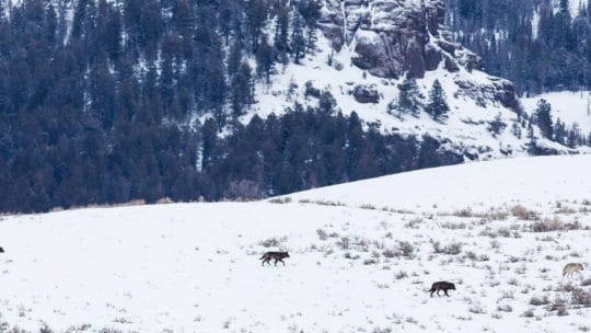 A Wolf Pack Travels Across The Snow In The Lamar Valley In Yellowstone National Park