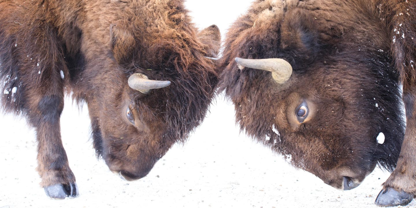 Two Male Bison Butt Heads In A Mock Sparring Competition Against A Wintry Landscape In Yellowstone National Park