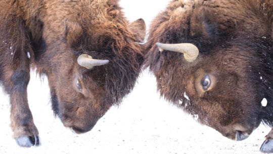 Two Male Bison Butt Heads In A Mock Sparring Competition Against A Wintry Landscape In Yellowstone National Park