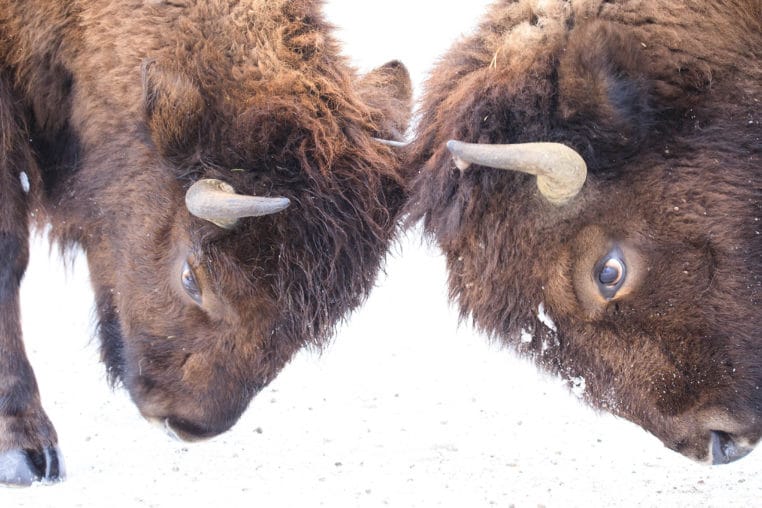 Two Male Bison Butt Heads In A Mock Sparring Competition Against A Wintry Landscape In Yellowstone National Park