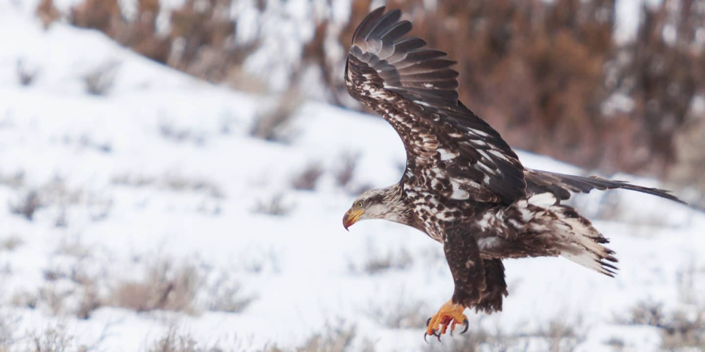 A Juvenile Bald Eagle Takes Flight After A Recent Meal In The Greater Yellowstone Ecosystem