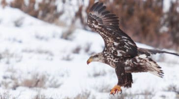 A Juvenile Bald Eagle Takes Flight After A Recent Meal In The Greater Yellowstone Ecosystem
