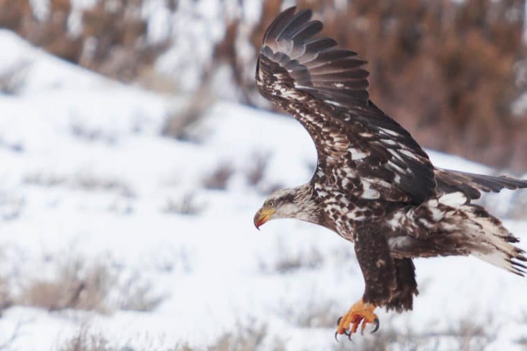 A Juvenile Bald Eagle Takes Flight After A Recent Meal In The Greater Yellowstone Ecosystem